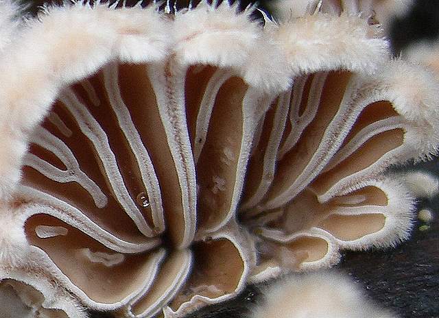 le  Specie  invernali  del  Leimental